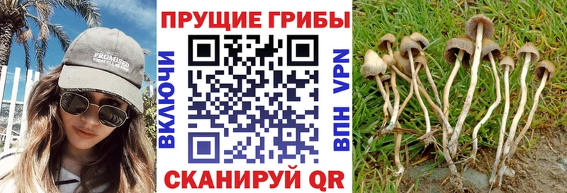 дарнет шоп  kraken онион  Галлюциногенные грибы Psilocybine cubensis  Хасавюрт 